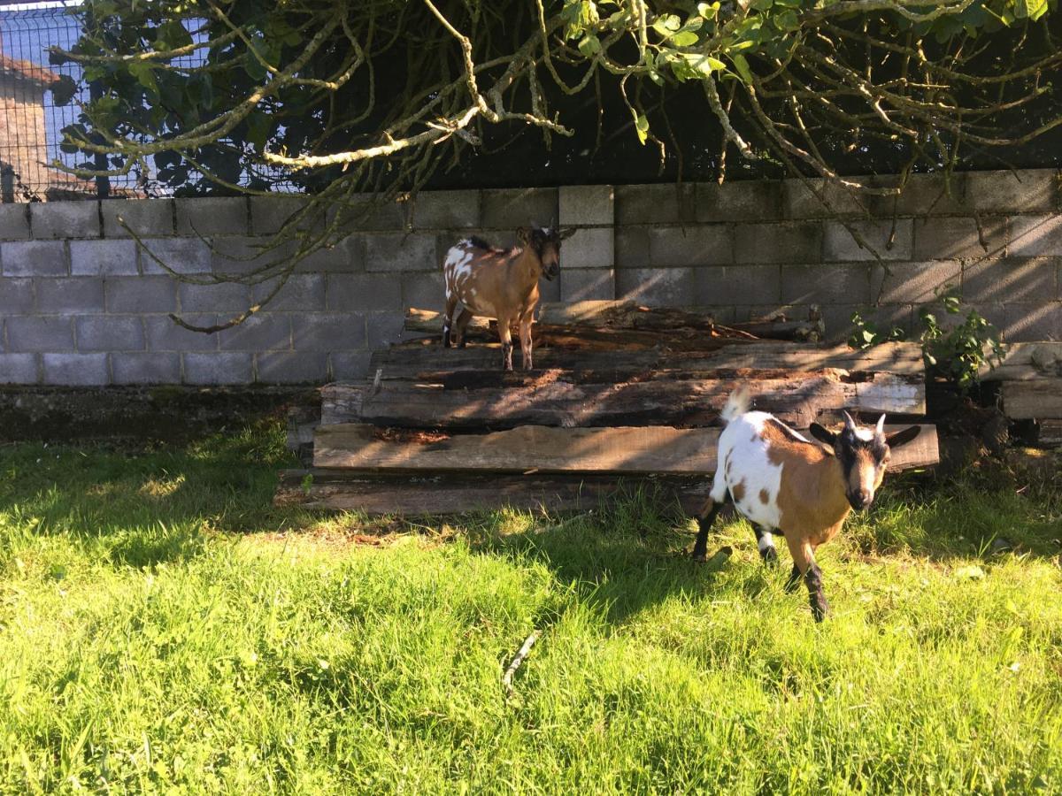 Affittacamere Ak-55 Rural House Villaviciosa  Esterno foto